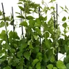 A close-up view of a green plant with multiple stems and leaves, supported by black stakes. Produktbild-Vorschau