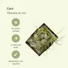 Tillandsia Air Mix, 20 kusu vzdušných rostlin, prumer 6cm, Náhled obrázku produktu 5