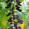 Fagiolo vellutato (Mucuna pruriens)  - 5 semi Anteprima dell’immagine prodotto 1