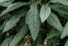 Viburnum 'Pragense', immergrün, 80–100 cm Produktbild-Vorschau 4