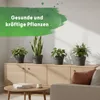 LENI Hydrokultur Komplett-Set mit Blumentopf Kulturtopf Produktbild-Vorschau 7