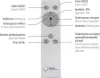 A remote control with labels and descriptions of its functions. Produktbild-Vorschau