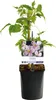 Pnacze Clematis montana Rubens - jasnorózowe kwiaty - Podgląd zdjęcia produktu 3