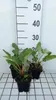 6 x Incarvillea delavayi - gloksynia - doniczka 9 x 9 cm Podgląd zdjęcia produktu 2