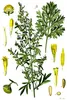 SAFLAX - vermút - Artemisia absinthum - 500 Semená Náhľad obrázku produktu 5
