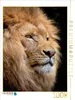 CALVENDO Puzzle Löwe | 1000 Teile Lege-Größe 64x48cm Produktbild-Vorschau 1