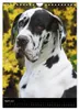 Faszination Deutsche Dogge (Wandkalender 2027 DIN A4 hoch), Produktbild-Vorschau 7