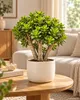 Crassula ovata minor - Geldbaum in Bonsai-Form - 19cm Topf Produktbild-Vorschau 2