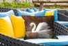 MuchoWow® Outdoor Kissen - Schwan - Wasser - Tiere - Vogel Produktbild-Vorschau 4