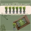 Planten van Frank | Buchsbaum (Buxus) | Buxus | Heempjes | Productafbeelding-voorbeeld 6