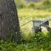 A string trimmer is being used to cut grass around the base of a tree. Voir les images du produit