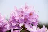 Rhododendron 'Roseum Elegans', rosa Blüten, 30–40 cm Produktbild-Vorschau 13
