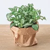 Planten Terrarium Paket - Jungle 5 - Coffea - Varen - Palm Produktbild-Vorschau 3