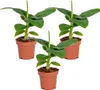 Bloomique - 3er Set - Musa Oriental Dwarf - Bananenpflanze Produktbild-Vorschau 1