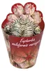 Euphorbia meloformis variegata - seltenes Wolfsmilchgewächs Produktbild-Vorschau 1