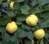 Quittenbaum `Konstantinopler Apfelquitte´ - kleinbleibender Produktbild-Vorschau 2
