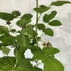 Rubus Idaeus 'Polka', frambozenstruik, in pot van 2 liter Productafbeelding-voorbeeld 7