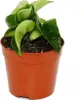 Mini rostlina - Hoya carnosa compacta - masitý porcelánový Náhled obrázku produktu 1