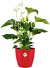 elho brussels Diamond Rund 14cm Übertopf - lovely rot Produktbild-Vorschau 6