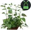 INF Clips autoadhesivos para plantas (paquete de 10) M Vista previa de la imagen del producto 3