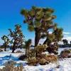 Exotensamen - 5er Pack - Winterhart - Yucca Brevifolia - Produktbild-Vorschau 3