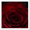 Leinwandbild der charme der roten rose 60x60 cm Feeby rot Produktbild-Vorschau 3
