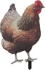 Paletto per galline, simulazione 3D, acrilico, stabile, Anteprima dell’immagine prodotto 1