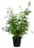 Pistacia lentiscus 70–100 cm Mastixstrauch immergrüne Produktbild-Vorschau 4