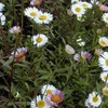 6 x Spanisches Gänseblümchen - Erigeron karvinskianus  | Produktbild-Vorschau 2
