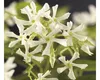 Jasmínovník vonný FloraSelf Trachelospermum jasminoides Náhled obrázku produktu 1