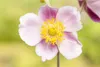 Anemone nemorosa, Buschwindröschen, weiß, ca. 9x9 cm Topf Produktbild-Vorschau 10