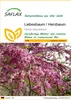 SAFLAX - Liebesbaum / Herzbaum - 60 Samen - Cercis Produktbild-Vorschau 1