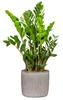 Scheurich Solido Linea, Blumentopf aus Keramik,  Farbe: Produktbild-Vorschau 2