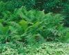 Dryopteris filix-mas, Wurmfarn, ca. 9x9 cm Topf Produktbild-Vorschau 14