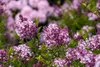 Syringa meyeri 'Palibin', Zwergflieder, lila, 60–80 cm Produktbild-Vorschau 5