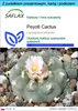 SAFLAX - Zestaw prezentowy - Peyotl Cactus - 20 Nasiona - Z Podgląd zdjęcia produktu 1