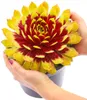 BALDUR-Garten 1x Sempervivum Giants 'Gold Mine', Pflanze im Produktbild-Vorschau 1