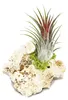 Tillandsia na zanzibar rock - s - 1 rostlina Náhľad obrázku produktu 2