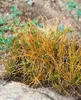 Carex testacea, Neuseeländisches Segge, orange-braun, ca. Produktbild-Vorschau 8