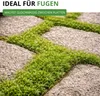 Sternmoos Mastkraut Plattenmoos Samen - Sagina subulata - Produktbild-Vorschau 5