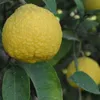 Citrus macrophylla, Alemow, 2 litry Topf Náhled obrázku produktu 5
