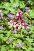 Akelej Biedermeier, w doniczce - *Aquilegia caerulea* Podgląd zdjęcia produktu 4