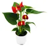 Malý kvet plamenáka - Anthurium andreanum - baby anthurium Náhled obrázku produktu 1