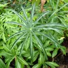 Himalaya-Kobralilie (Arisaema consanguineum)  - 1 kleine Produktbild-Vorschau 2