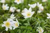 Anemone nemorosa, Buschwindröschen, weiß, ca. 9x9 cm Topf Produktbild-Vorschau 7