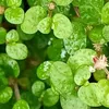 6 x Soleirolia - Soleirolia soleirolii - květináč 9 cm x 9 Náhled obrázku produktu 2