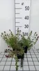 6 x Thymus serpyllum - tymián - květináč 9 x 9 cm Náhled obrázku produktu 2