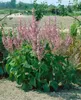 Muskatellersalbei, im Topf - Salvia sclarea Produktbild-Vorschau 9
