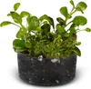 Eco Plant Lobelia Cardinalis 'mini' - In-vitro-Pflanze 2 Produktbild-Vorschau 2