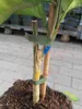 Citrus sinensis Navelina - pravý pomeranč - pomeranč - Náhled obrázku produktu 4